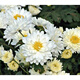 四季開花食用觀賞菊花苗杭白菊胎菊貢菊繡球金絲皇菊泡茶盆栽花卉 杭白菊苗5顆食用 不含盆