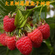 戀品惠樹(shù)莓苗雙季覆盆子果樹(shù)苗盆栽地栽南北方種植當年結果紅黃黑樹(shù)莓苗 覆盆子紅樹(shù)莓6年苗當年結果