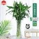 櫻霞富貴竹水培植物大葉轉運竹柏盆栽 富貴竹60cm(12根含瓶)瓶隨機發(fā)