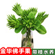 辰實(shí)【現摘黃果】佛手柑 金華香櫞果 佛手果新鮮特產(chǎn)佛手鮮果供佛 2枝迷你青果【特長(cháng)枝約18-25cm】