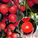 美國糖桔苗早熟東方紅橘子苗樹(shù)世紀紅橘盆栽地栽南北方種植果樹(shù)苗 8年大苗帶分支【結果多多】