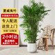 綠韻花田【兩小時(shí)達(dá)】發(fā)財(cái)樹虎尾蘭幸福樹平安樹喬遷好養(yǎng)綠植開業(yè)喬遷送禮 夏威夷竹