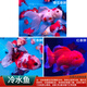 泰獅金魚(yú)活冷水魚(yú)淡水魚(yú)鎏金蘭壽紅獅金魚(yú)觀(guān)賞魚(yú)好養耐活魚(yú)活體魚(yú) 7-9cm紅泰1+花泰1+櫻花泰1