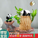 綠蔭巷子帶芽巴西木好養(yǎng)活水培植物幸運(yùn)木桌面綠植小盆栽辦公室內(nèi)水養(yǎng)送禮 帶芽11cm【雕紋木形】不同款熊貓2只 【大號(hào)】直徑7-8厘米 含營養(yǎng)液