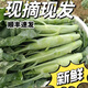 鹿凌青廣東芥蘭雞腿大芥藍(lán)新鮮應(yīng)季時(shí)令農(nóng)家自種青菜下飯發(fā)順豐 兩斤