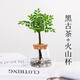 臨雅水培植物室內(nèi)發(fā)財樹富貴竹春羽桌面辦公室綠植物盆栽好養(yǎng)易活花卉 黑古茶+火山杯