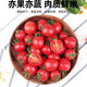 蔬香客健康輕食千禧西紅柿小番茄圣女果水果黃瓜拇指黃瓜金童玉女釜山88 圣女果5斤裝優(yōu)選