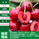 花牽影車(chē)厘子樹(shù)苗櫻桃樹(shù)苖南方北方種植盆栽庭院果樹(shù)矮化櫻桃樹(shù)大櫻桃苗 紅燈【4年苗結果苗】