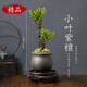 OIMG小葉紫檀盆栽盆景樹(shù)苗盆栽老樁客廳辦公室四季常青綠植物室內(nèi)外好 小葉紫檀+紫砂盆+底托(中式禪意) 帶盆栽好