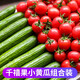 薯小萌水果黃瓜新鮮生吃混合千禧小番茄西紅柿圣女果切補水蔬菜沙拉 圣女果+水果黃瓜 3斤
