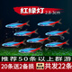 紅綠燈魚燈科魚孔雀魚熱帶觀賞魚淡水寶蓮燈魚活體斑馬魚群游魚 2.8-3cm紅綠燈種魚20條+2備損