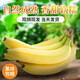 麗雯【高山香蕉】云南廣西廣東新鮮水果現摘生青香蕉banana自然熟綠皮 高山香蕉3斤
