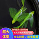 蝶翼斑馬魚長尾長鰭觀賞魚冷水小型淡水金魚活體好養(yǎng)淡水觀賞魚 翡翠綠3.5-4厘米5+1條備損發(fā)6