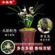 華香園蘭花春蘭-天彭牡丹 濃香型花苞辦公室內(nèi)盆栽盆景耐綠植花卉 天彭牡丹3苗連體裸根 帶花苞