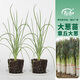 壽禾 山東壽光大蔥種子蔥苗秋冬季蔬菜章丘鐵桿蔥沙蔥種籽 章丘大蔥秧 40棵