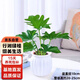 行湘春羽水培綠植桌面綠植盆栽觀葉盆景+白色南瓜塑料吸水盆 源頭直發(fā)