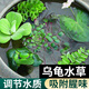 瘋狂水草龜缸綠植烏龜水草養龜專(zhuān)用烏龜缸造景水培植物浮萍凈化水質(zhì) 水芙蓉3顆【凈水驅蚊蟲(chóng)】