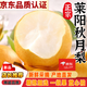 閩農(nóng)語果山東秋月梨新品新鮮水果冰糖梨送人節(jié)日當(dāng)季秋月梨水果秋月梨 5斤【精選優(yōu)惠裝】【5-8個】普裝/凈重4.5斤 【老樹精選果，更好吃】