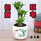 穗桓步步高觀音竹 富貴竹 荷花竹 水養(yǎng)土培盆栽 室內(nèi)客廳吸甲醛植物 富貴竹[一盆5棵+竹子盆]肥料+
