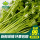 小湯山 香菜 約70g 新鮮蔬菜基地種植當(dāng)天采摘