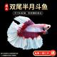 瘋狂水草泰國斗魚(yú)活魚(yú)觀(guān)賞熱帶魚(yú)小型魚(yú)寵物魚(yú)苗淡水活體半月獅王馬尾將軍 雙尾半月公斗魚(yú)/送魚(yú)糧/送欖仁葉