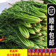 顏曼箐湖北雪里紅雪菜新鮮雪里蕻菜小青菜葉蔬菜春不老腌制咸菜酸菜順豐 5000g 順豐