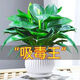 大葉金鉆綠公主室內(nèi)盆栽水培植物綠植花卉客廳綠蘿吸甲醛 一盆裝不含盆+贈(zèng)肥料 吸毒王40-56cm室內(nèi)*
