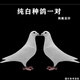 信鴿活體鴿子一對賽鴿成績(jì)鴿天落包活種鴿幼鴿青年鴿肉鴿活物鴿子 純白種鴿一對（帶足環(huán)）