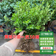 嫣藍黃楊樹(shù)苗常青小葉黃楊寒綠化苗瓜子黃楊苗45厘米高50棵源頭直發(fā)