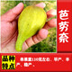 CHUANGSHIJI無花果樹苗果樹苗波姬紅盆栽地栽南北方四季種植當(dāng)年結(jié)果發(fā)貨 芭勞奈（五年苗，當(dāng)年結(jié)果）