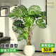 臨雅綠植客廳大盆栽天堂鳥室內(nèi)綠植盆栽大葉綠蘿柱散尾葵大型植物落地 提根龜背竹1.3-1.5米+圓球盆
