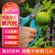 沃施園藝修剪枝剪刀鮮花花藝剪子不銹鋼果樹剪園林工具廚房剪刀藍(lán)色