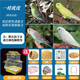 豪蚨虎皮鸚鵡說話小鳥活物觀賞鳥寵物牡丹小太陽親人玄風(fēng)鸚鵡豪蚨 套餐2：自選虎皮一對(duì)+雙層別墅