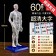 高清中醫(yī)針灸穴位人體模型經(jīng)絡(luò)圖人體穴位模型人全身小人按摩教學(xué)模型 60厘米男模超清刻字款(白色硬)