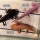 寵以沫（CHONG YIMO）魚活體金魚活體魚淡水冷水魚觀賞魚龍魚六角恐龍魚 白+黑+黃