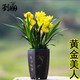 劉閣蘭花超香蘭花四季蘭 黃金美人 夏帶花苞出售濃香大花綠植花卉 2苗連體裸根，加盆土肥套餐