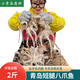 魚(yú)姐海成 青島八爪魚(yú)鮮活冷凍海鮮迷你小短腿網(wǎng)紅爆頭去牙內臟袋裝 小八爪約15只/斤 800g(凈重)