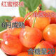 紅蜜櫻桃樹(shù)苗櫻桃樹(shù)苗:嫁接櫻桃樹(shù)苗:俄八櫻桃苗當年結果地栽樹(shù)苗 2年小苗