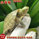小青龜活體寵物龜小青水龜水陸兩棲觀(guān)賞龜幼龜小青苗招財龜寵物龜 4-5CM小青龜精選發(fā)色 全品帶證