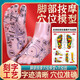 潤石反射區(qū)腳部模型足模腳底腳部穴位按摩清晰大字體足底穴位按摩足部經(jīng)絡(luò)穴位圖足療圖腳丫中醫(yī)足底模具仿真 反射區(qū)足部模型 21cm反射區(qū)足部模型