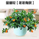 納格蘭金心金邊吊蘭綠蘿發(fā)財樹(shù)富貴椰常春藤碧玉觀(guān)葉植物盆景室內微景觀(guān) 金魚(yú)吊蘭 不含盆