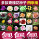 春枝韻玫瑰花四季種子種植耐寒循環(huán)開(kāi)花易活室內(nèi)室外盆栽花卉種孑籽 混色混裝500粒+肥料