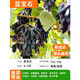 歐悟【買2顆送1顆】嫁接葡萄樹苗 南北方種植盆栽地栽庭院陽臺(tái)果樹苗 藍(lán)寶石葡萄 八年壯苗庭院必備