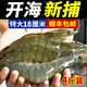 蝦 4斤青島大蝦鮮活新鮮特大海鮮水產(chǎn)蝦子甜蝦米冷凍非即食烤蝦 8-10厘米 超值4斤【高品質(zhì) 閃送到家】