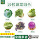 千牛優(yōu)福新鮮生菜組合4斤球生菜紅葉等6種沙拉蔬菜輕食蔬菜包 6種蔬菜共4斤【10包醬】