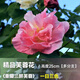 臨雅木芙蓉花盆栽樹(shù)苗重瓣三醉帶花苞四季開(kāi)花陽(yáng)臺庭院花卉植物室內花 芙蓉花-高度25cm-多分支