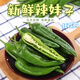 蜜鈺鮮新鮮辣妹子正宗東北辣妹子非薄皮青尖椒小米辣朝天椒 3斤裝 特辣