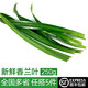 綠食者 香蘭葉250g 新鮮斑斕葉班蘭葉蛋糕千層糕芒果糯米飯調料香料配料 250g