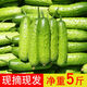 囧仙子新鮮小黃瓜山東旱黃瓜生吃孕婦蔬菜脆嫩青瓜5斤現(xiàn)摘水果整箱2 5斤