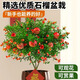 尚洋可食用石榴盆栽室內(nèi)好養(yǎng)活綠植植物30-40厘米花瓣白瓷盆源頭直發(fā)